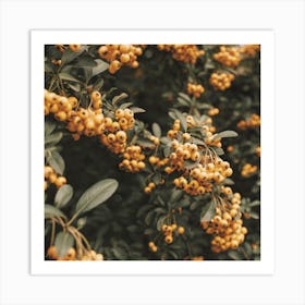 Orange Pyracantha Flowers Square Art Print