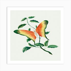 Butterfly On A Leaf Art Print