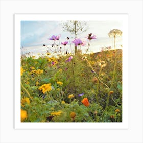 Irish Wildflowers At Sunset Art Print