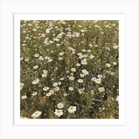 Daisy Meadow Square Art Print