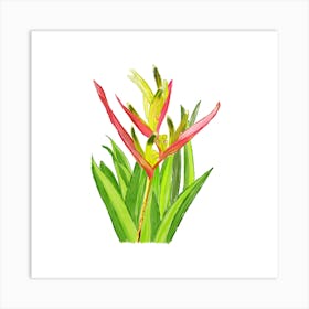 Vibrant pink and green Heliconia Tropical Flower and leaves in Watercolor Art Print