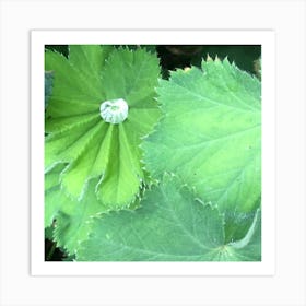 Water Droplet In Leaf Art Print