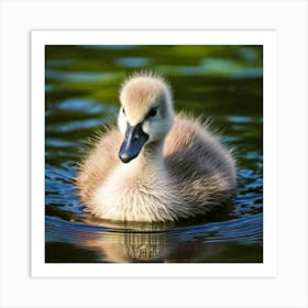 Swan photo 4 Art Print