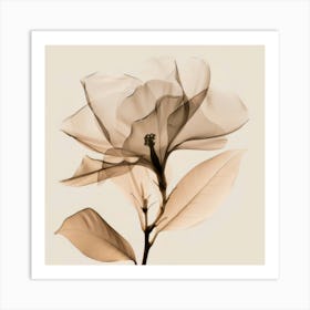 Floral Art 0009 Floral 0008 Botanical Assets 0020 Bp6586 Minimalist Soft Bright X Ray Scandinavian Minimalist F56a1b6e Art Print