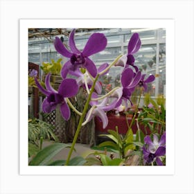 Purple Orchids In A Greenhouse Art Print