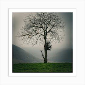 Lone Tree 23 Art Print