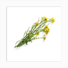 Yellow Flowers On A White Background Art Print