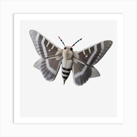 Butterfly Tiger Moth Art Print