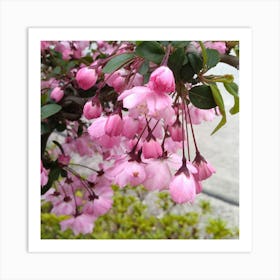 Pink Cherry Blossoms 1 Art Print