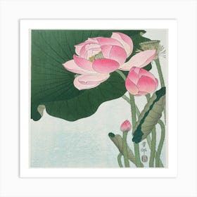 Lotus Flower 5 Art Print