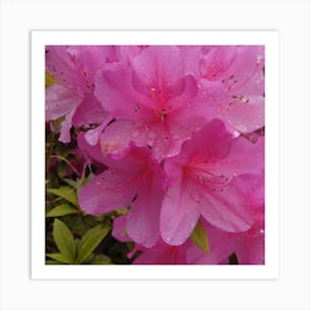 Azaleas 1 Art Print