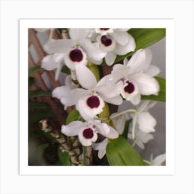 Orchids 7 Art Print