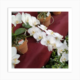 White Orchids 6 Art Print