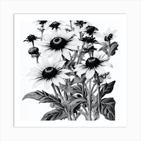 Black Eyed Susan Wildflower Vintage Botanical Art Print Art Print