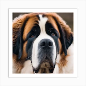 St Bernard Dog  Art Print