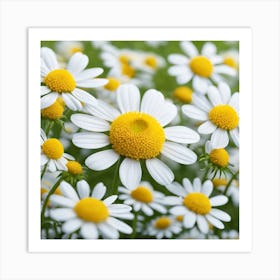 Daisy 4 Art Print