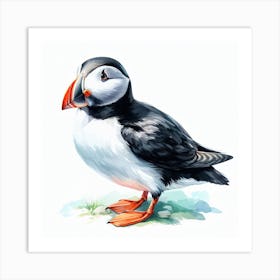 Bird Puffin 1 Art Print