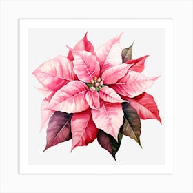 Poinsettia 28 Art Print