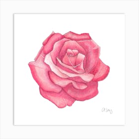 Pink Rose 1 Art Print