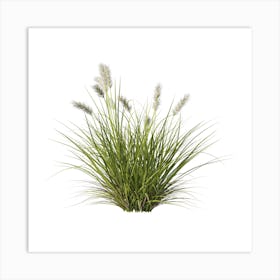 Grass On A White Background Art Print