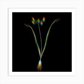 Prism Shift Allium Scorzonera Folium Botanical Illustration on Black n.0353 Art Print