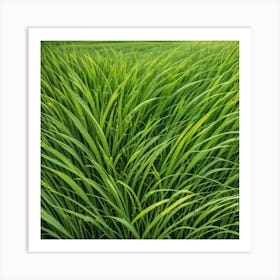 Rice Field Background Photo Art Print