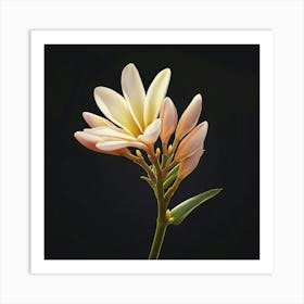 'Frangipani' 1 Art Print