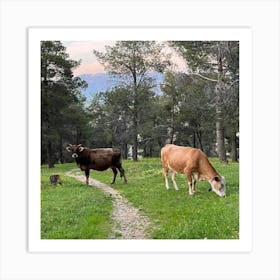 Cows Grazing In The Mountains Art Print