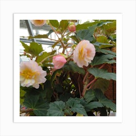 Begonias in Japan Art Print