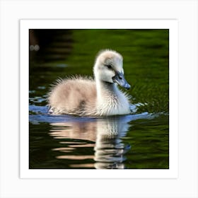 Swan photo 2 Art Print