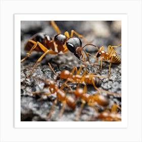 Ants On A Rock 1 Art Print