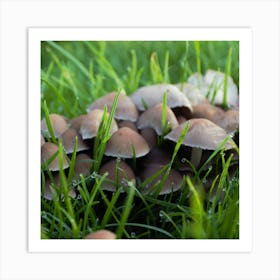 Mushrooms In The Grass Art Print