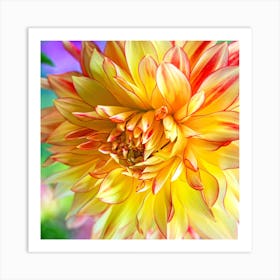 Yellow and Red Dahlia Flower Closeup Art Print