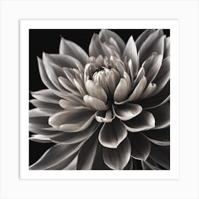 Dahlia Art Print