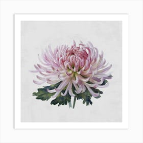 Chrysanthemum Art Print