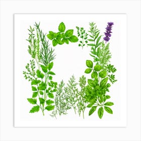 Frame Of Herbs 39 Art Print