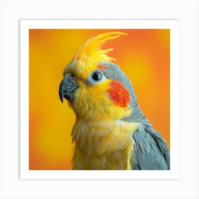 Cockatiel 3 Art Print