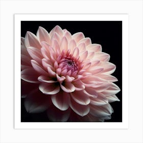 Pale Pink Dahlia Flower on Black Background 1 Art Print