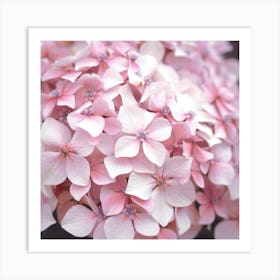 Pastel pink hydrangea flowers - summer nature and travel photography by Christa Stroo photography Art Print