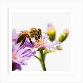 Bee On Purple Asters Art Print