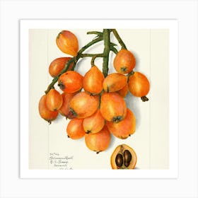 Rambutan Fruit Art Print