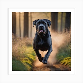 Cane Corso Running In The Woods Art Print