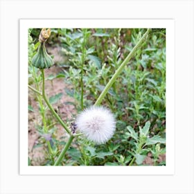 Rabbit grass Art Print