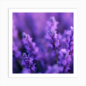 Lavender Flowers 14 Art Print