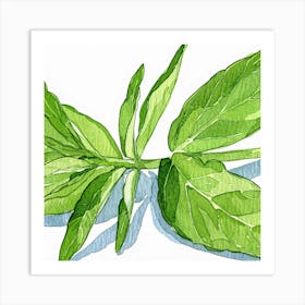 Basil Leaf Art Print