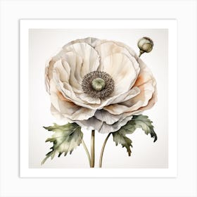 Large white poppy flower 6 Art Print