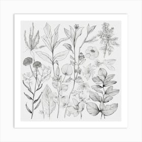 Botanical Drawing 1 Art Print