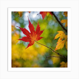 Maple Leaf 1 Art Print