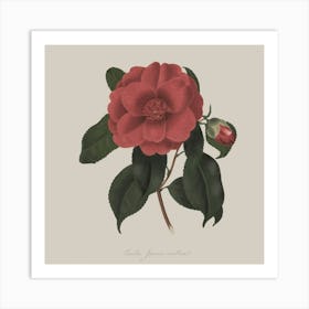 Camellia Art Print