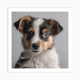 Australian Shepherd Puppy Art Print